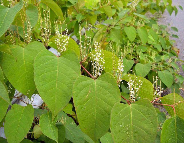 Japanese Knotweed - The Most Common Garden Weeds Found in the UK