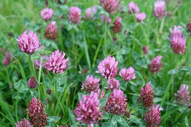 Red Clover - - The Most Common Garden Weeds Found in the UK