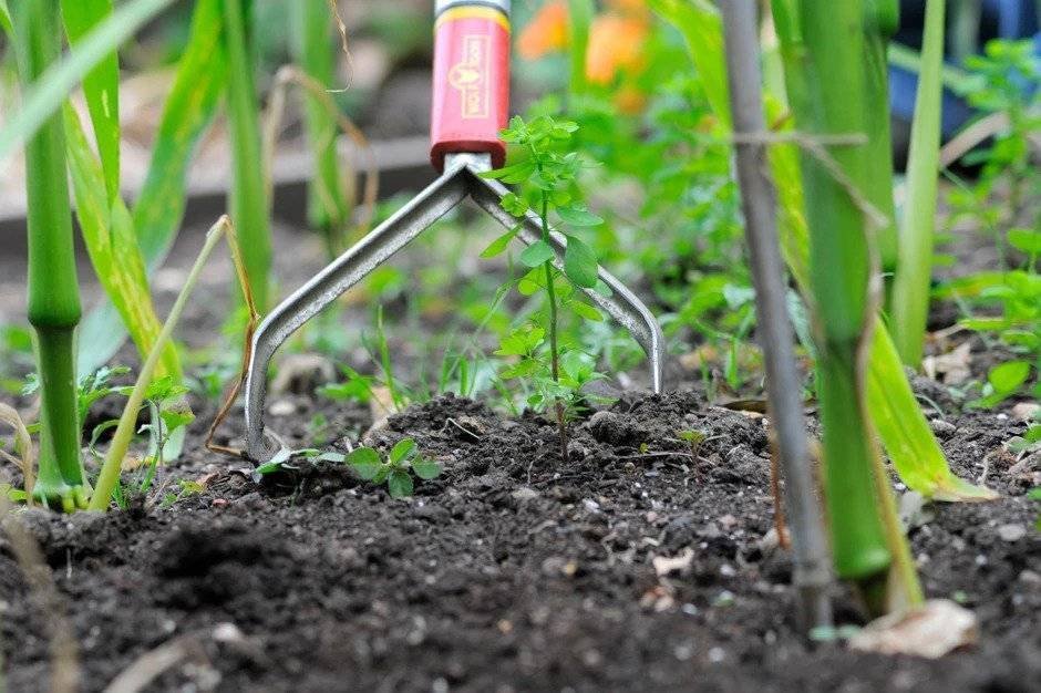 Hairy Bittercress - weeding with a hoe