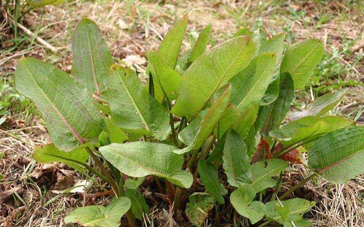 Bitter Dock Leaves