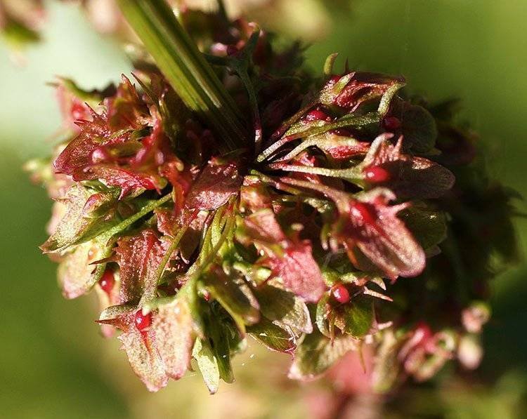 Bitter Dock Weed