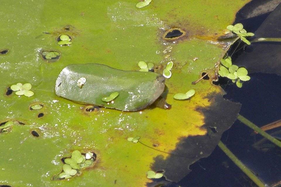 Brown china-moth caterpiller holes