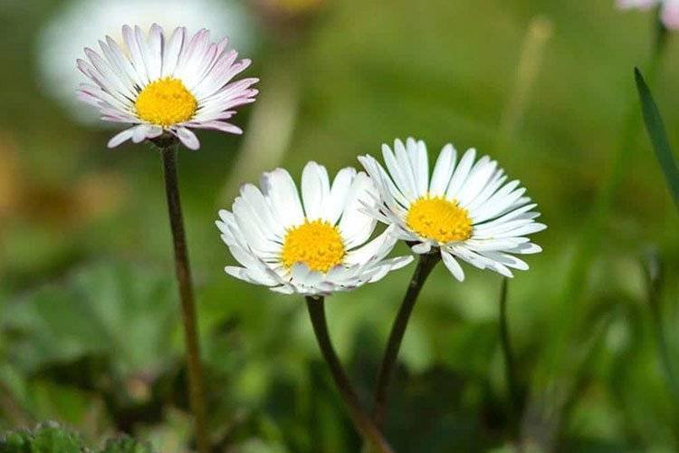 Common Bellis Perennis Daisy