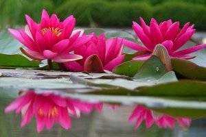 Pink Water lilies - How to grow water lilies
