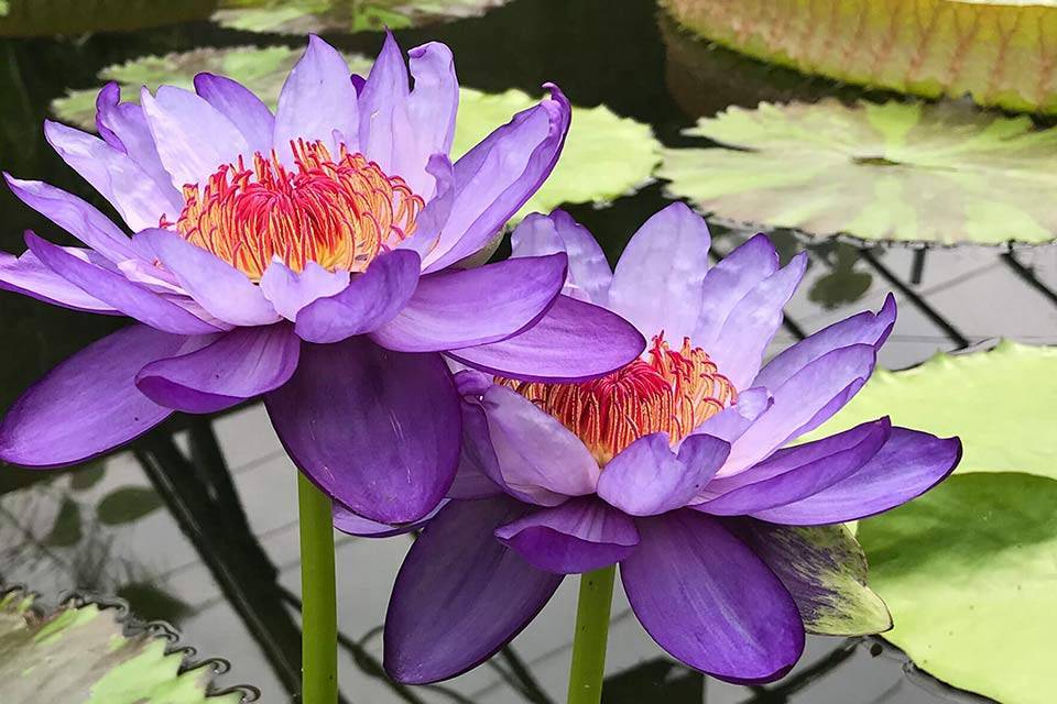 Purple Waterlilies - How to Grow Water Lilies