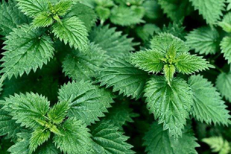 Stinging Nettles