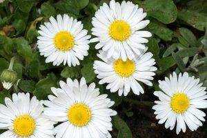 Common bellis daisy