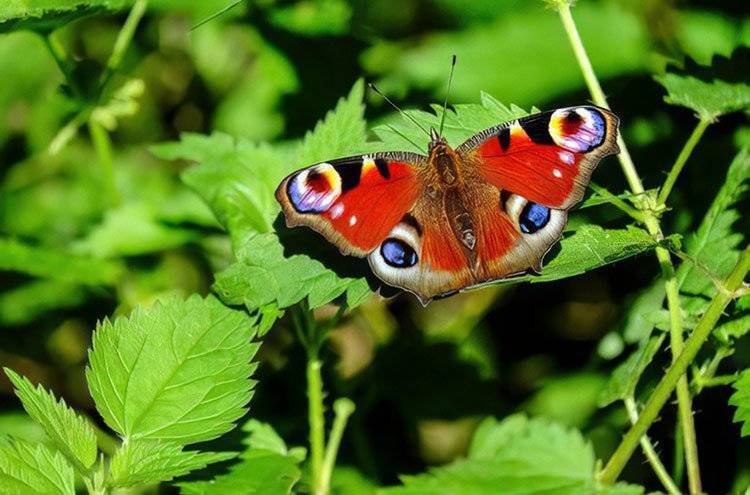 Stinging Nettles with Butterfly sat on them