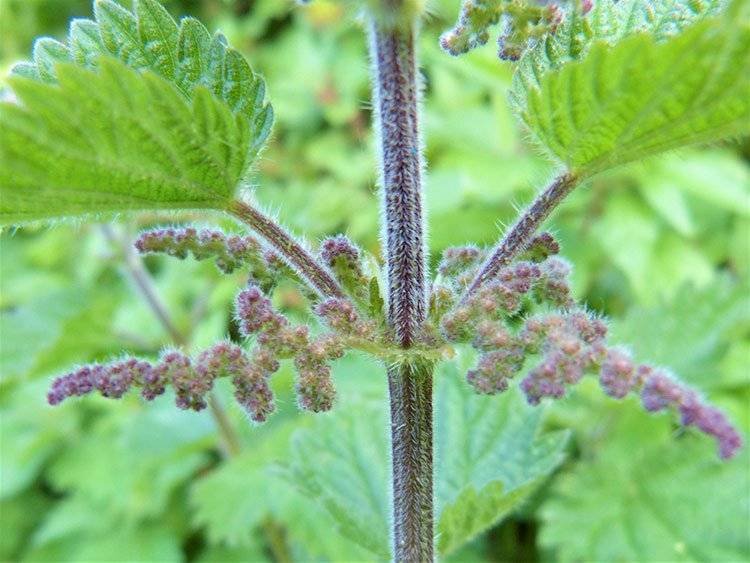 Stinging Nettles Hairs and Catkins