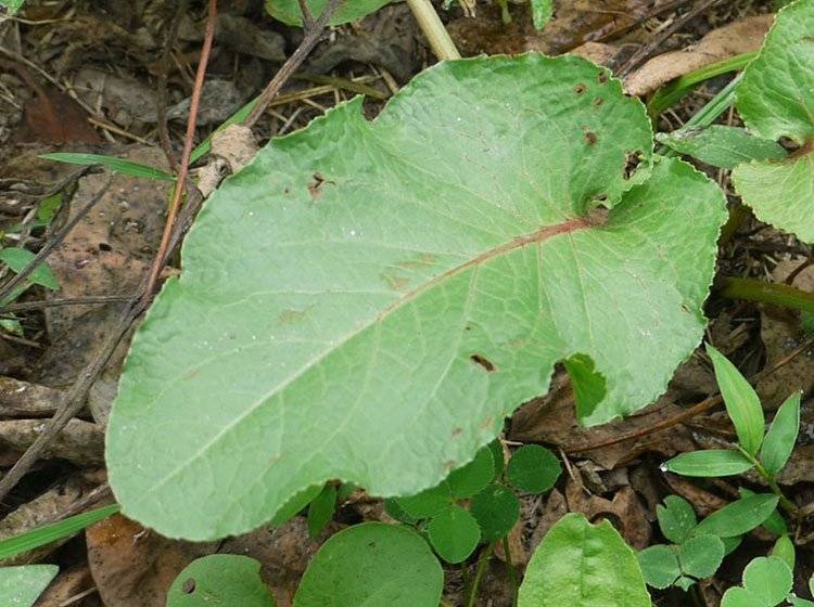 Single Bitter Dock Weed Leaves