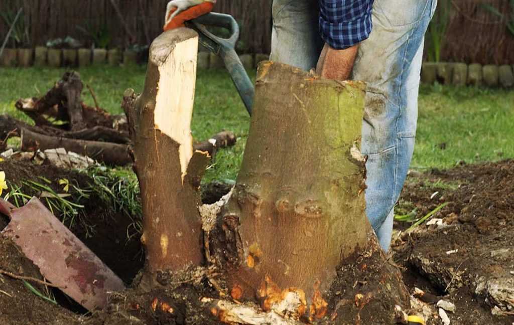 How to Dig Out a Tree Stump