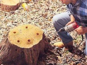 How To Dig Out A Tree Stump - 5 Best Methods | Garden Junkie