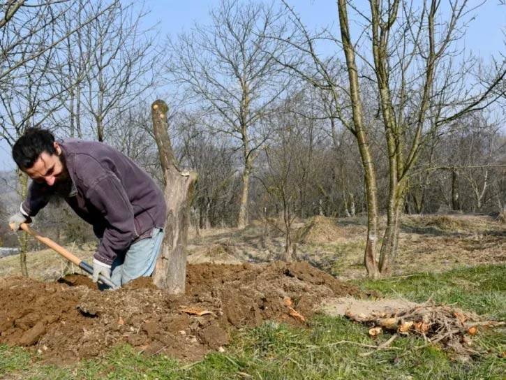 manually removing a tree stump