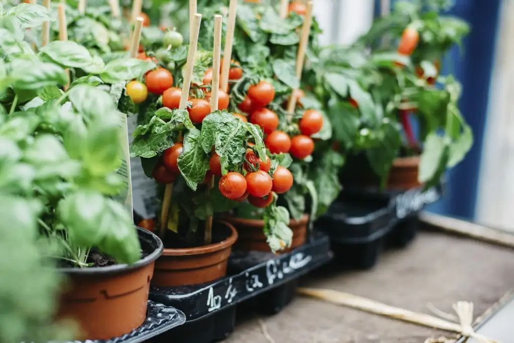 How to Grow Tomatoes in a Pot