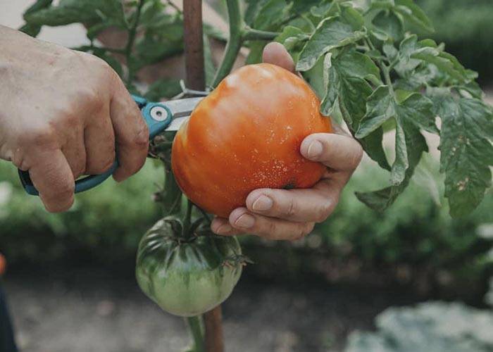 When to Pick Tomatoes with Garden Scissors