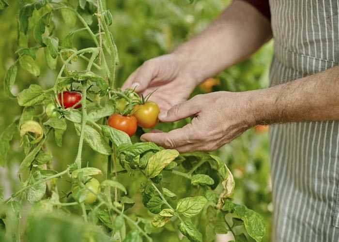 When to Pick Tomatoes