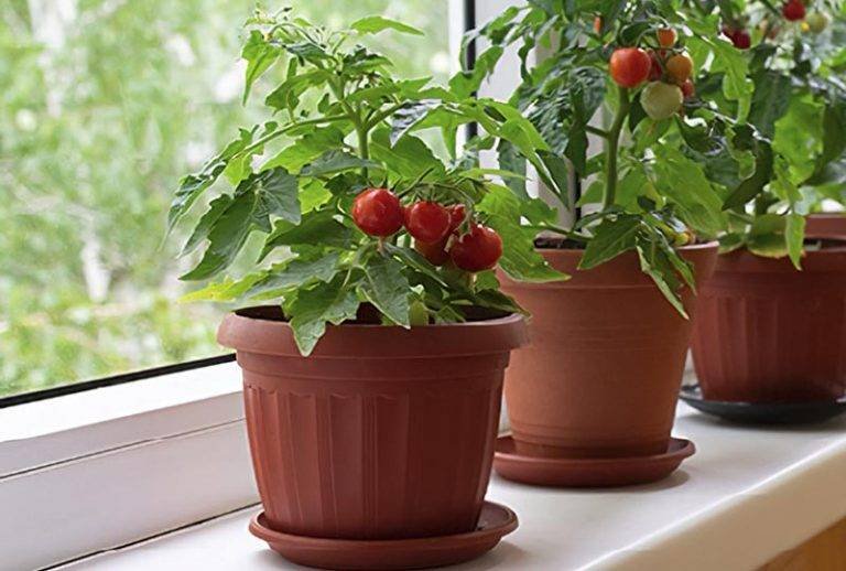 How To Grow Tomatoes In Pots A Comprehensive Guide Garden Junkie