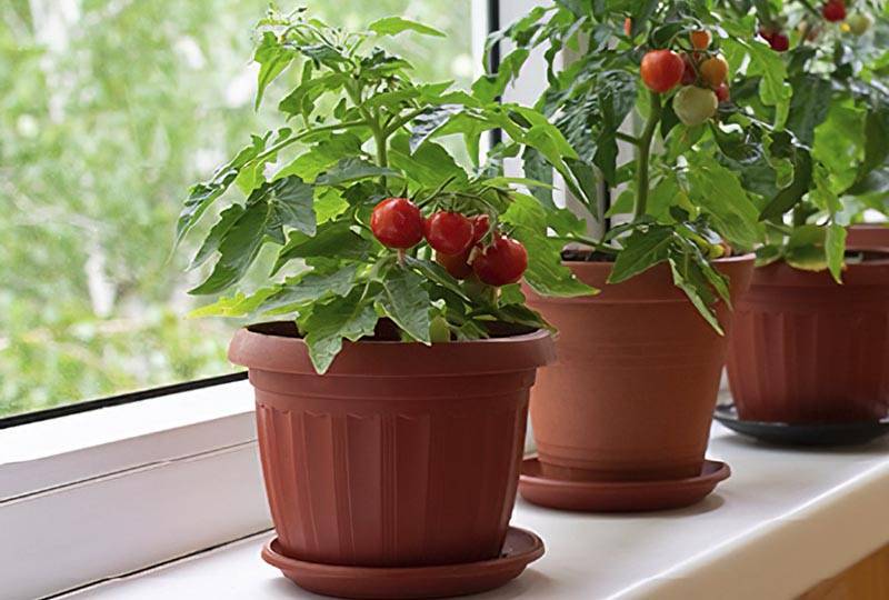 How to Grow Tomatoes in a Pot