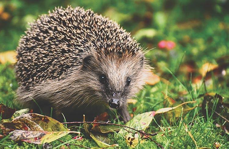 A Hedgehog in the garden-How to stop slugs eating plants