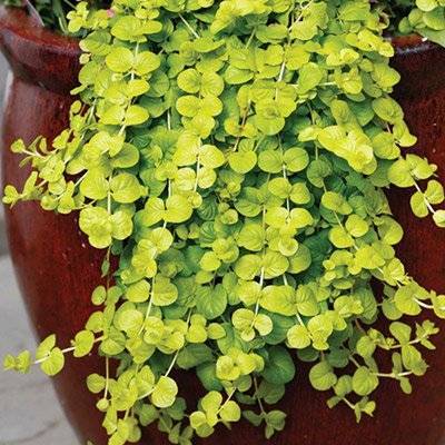 Golden Creeping Jenny - evergreen trailing plants for hanging baskets