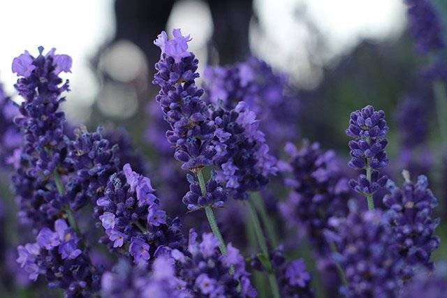 Lavender - Top 10 Flowers for Bees and Butterflies in the UK