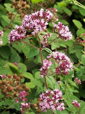 Pink Origanum Vulgare Top 10 Flowers for Bees and Butterflies in the UK