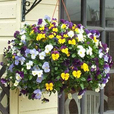 Pansies Viola-tricolor hanging basket