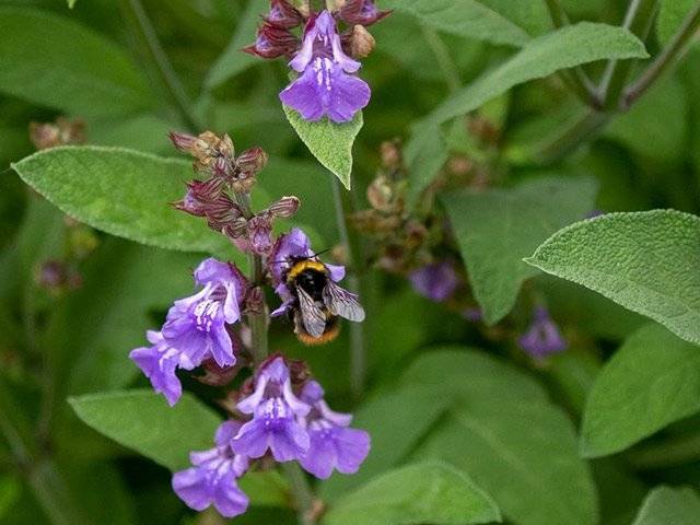 Bumble Bee on a Purple Sage Plant - Top 10 Flowers for Bees and Butterflies in the UK
