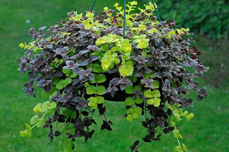 Evergreen Hanging Basket - Top 10 Evergreen Trailing Plants For Hanging Baskets