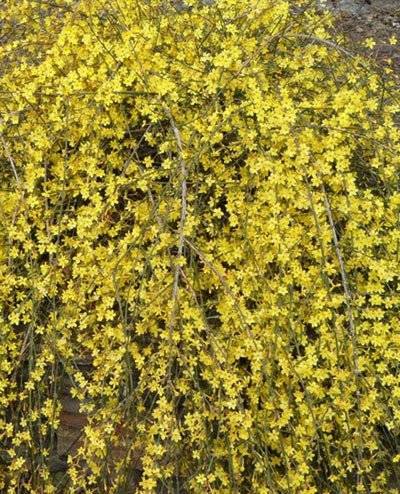 Yellow Winter-jasmine-(Jasminum-nudiflorum)