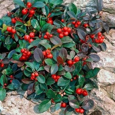 Red Berries on Wintergreen