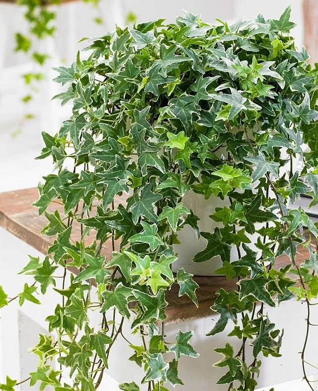 Variegated Ivy - evergreen trailing plants for hanging baskets