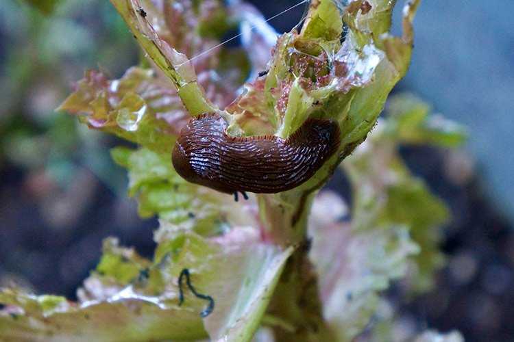 how to stop slugs eating plants - Slug Eating a plant