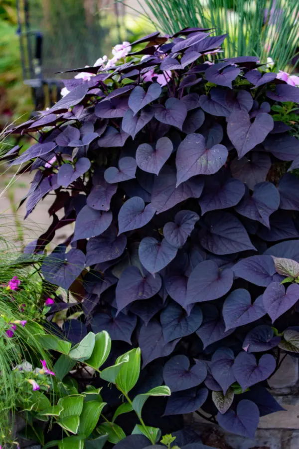 Purple Sweet Potato Vine Plant