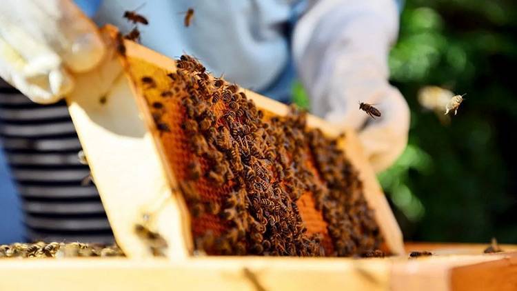 Person holding a Honey Super - How to Start Beekeeping