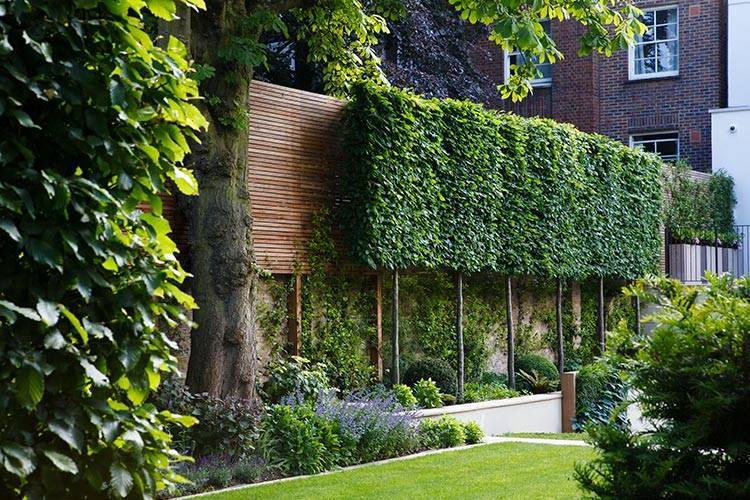 Best Trees for Small Gardens in the UK -Pleached Trees in a garden