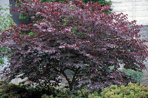 Best Trees for Small Gardens in the UK - Red Japanese Maple Magnolia Tree - Cercis canadensis 'Forest Pansy'