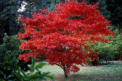 Best Trees for Small Gardens in the UK - Red Japanese Maple Acer Tree - palmatum osakazuki
