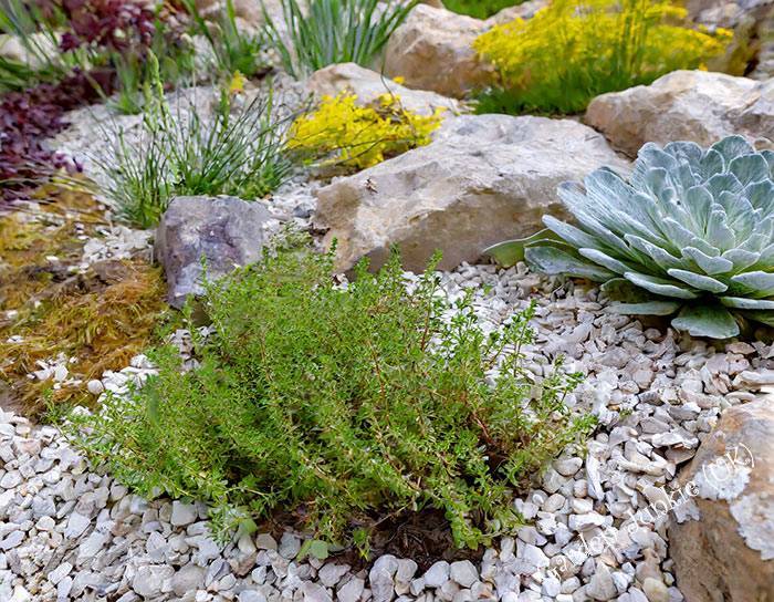 Alpine Beds and Rockery- Gardening Month by Month - December
