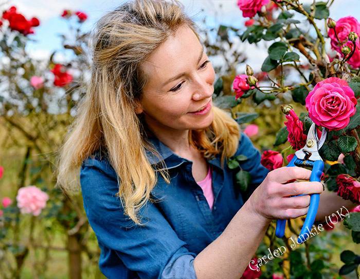 Gardening-Month-by-Month-October-Lady-Pruning-a-Climbing-Rose