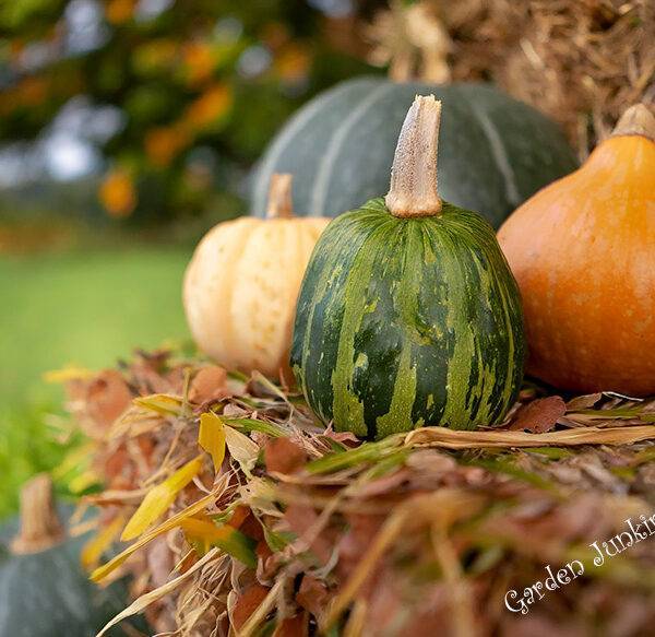 Gardening-Month-by-Month- October: Squashes on straw bales