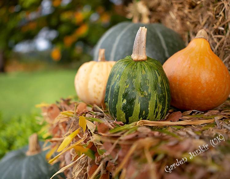 Gardening-Month-by-Month- October: Squashes on straw bales