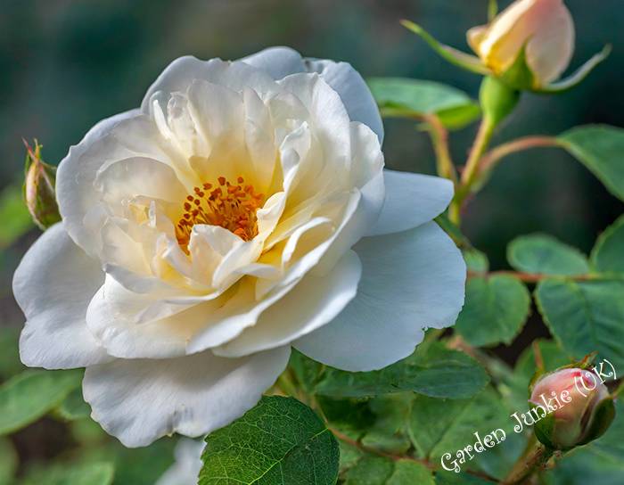 Diffrent Types of Roses - Alba Rose