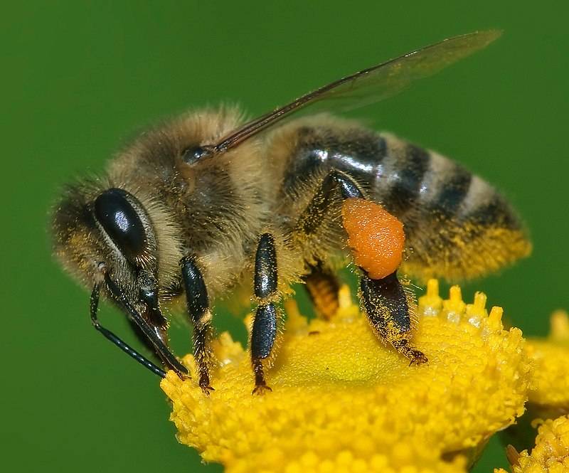 European Honey Bee on Yellow Flower