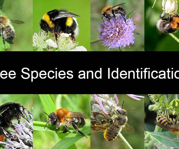 UK Bee Species and Identification