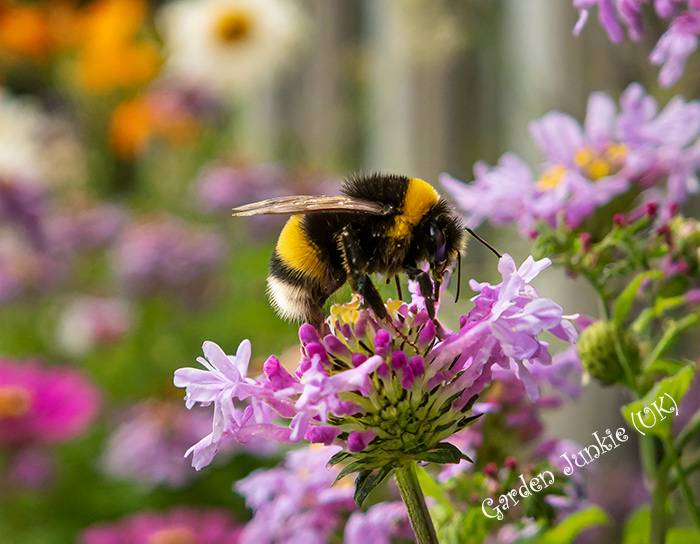 Bee Species and Identification - Bumble Bee on a Purple Flower