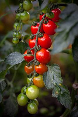 Red and Green Cherry Tomatoes on a vine