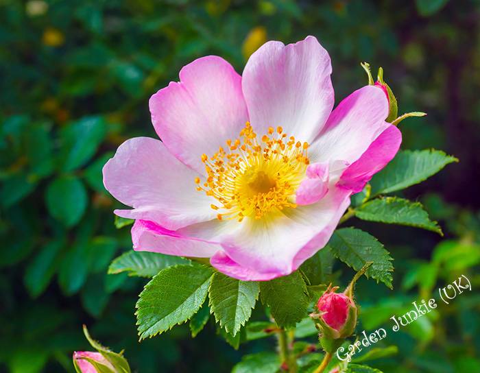 Damask Rose (Rosa Damascena)