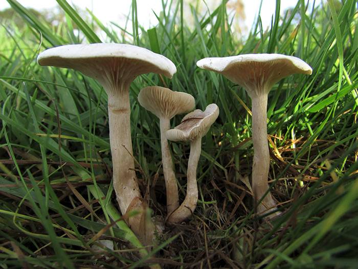 Fools Funnel Mushroom - 	Clitocybe rivulosa