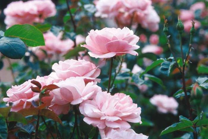 Damask Rose (Rosa Damascena)
